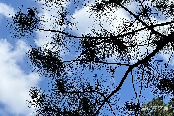 高清摄影 松树顶在蓝天下的景色
