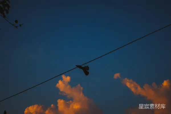 高清摄影 晚上，一只鸟栖息在电线上。