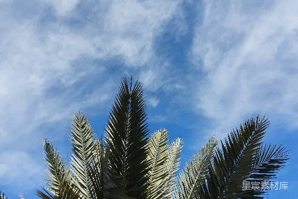高清摄影 一棵棕榈树，背景是蓝天。