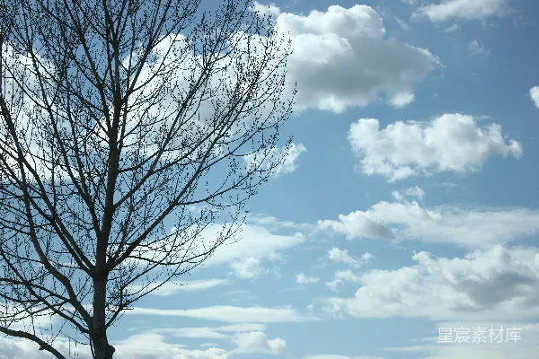 高清摄影 没有树叶的树在蓝天白云前。