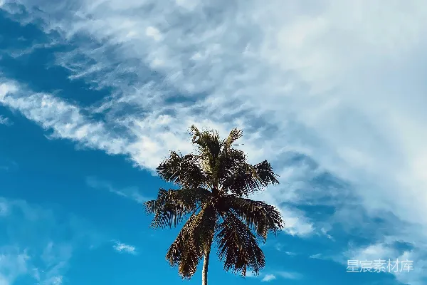 高清摄影 白天蓝天白云下的绿色棕榈树