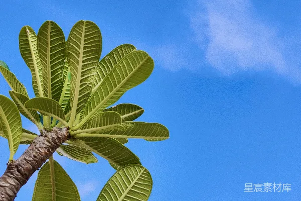 高清摄影 一棵棕榈树，背景是蓝天。