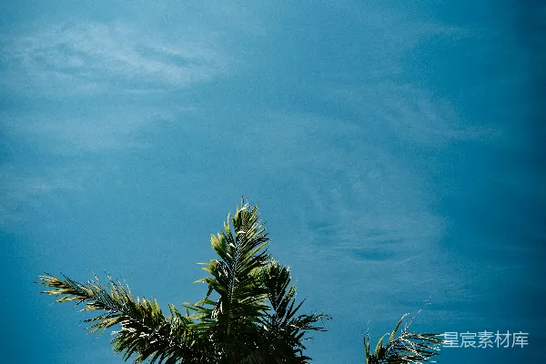 高清摄影 绿棕榈树在蓝天之下