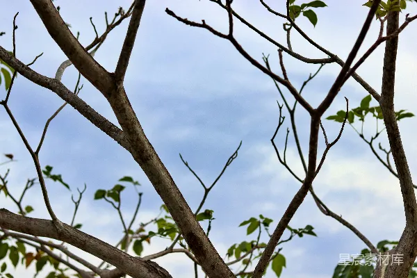 高清摄影 光秃秃的树枝在多云的天空下。