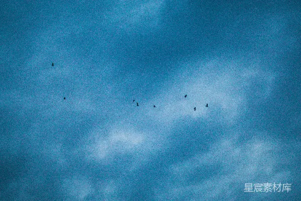 高清摄影 一群鸟儿在阴云密布的蓝天中飞翔。