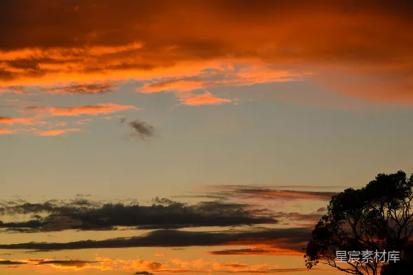 高清摄影 夕阳下的树影