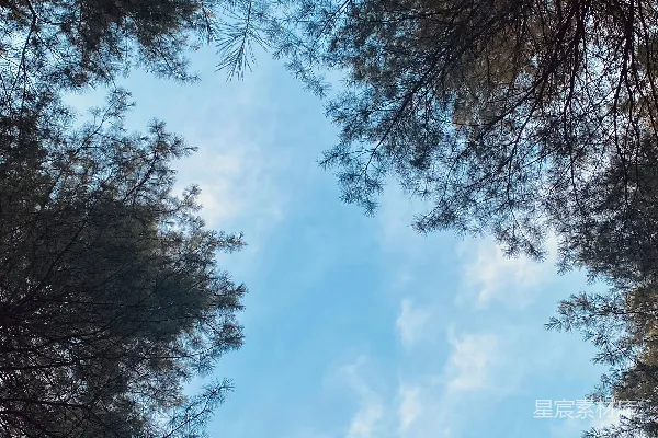 高清摄影 透过树木的顶部看天空的景色