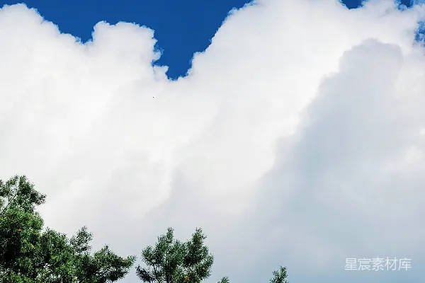 高清摄影 几棵树并排站在一片云雾蒙蒙的蓝天之下。