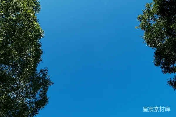 高清摄影 蓝天下的绿树在白天