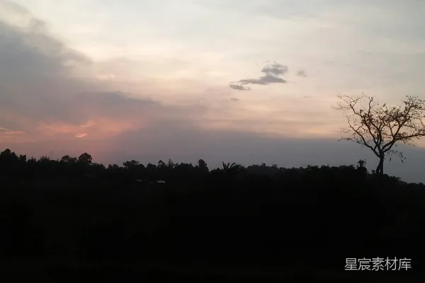 高清摄影 一棵孤树在傍晚的天空中剪影。