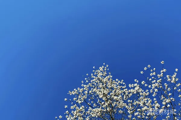 高清摄影 一棵开白色花的树在蓝天背景下
