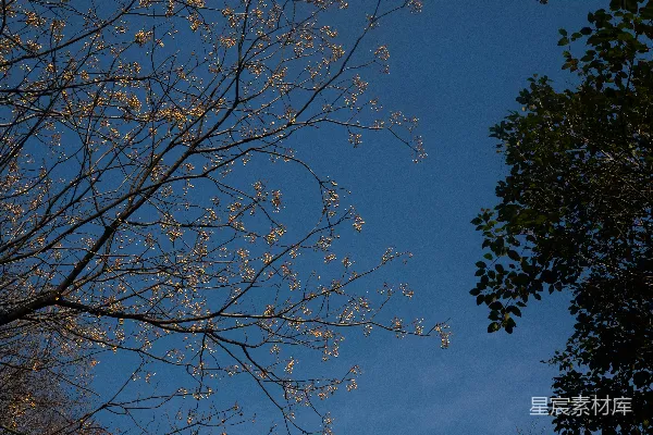 高清摄影 光秃秃的树枝映衬着深邃的蓝天