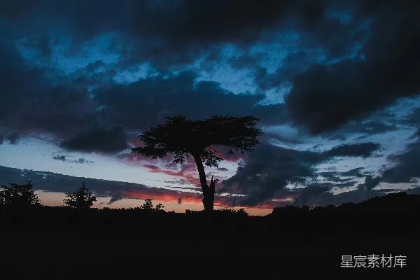 高清摄影 一棵树，背景是夕阳。