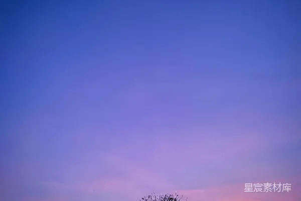 高清摄影 一棵孤独的树在紫色的天空中剪影。