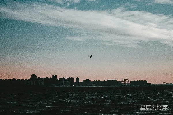 高清摄影 白天，一只鸟飞过城市天际线的场景