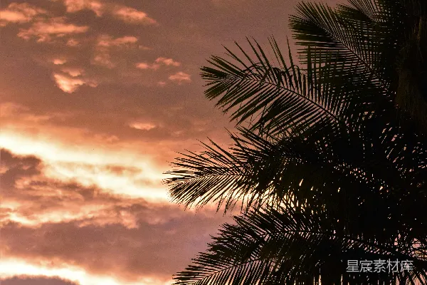 高清摄影 一棵棕榈树在夕阳的天空中剪影。