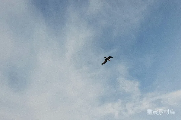 高清摄影 一只鸟在高空中飞翔