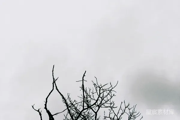 高清摄影 无叶的树