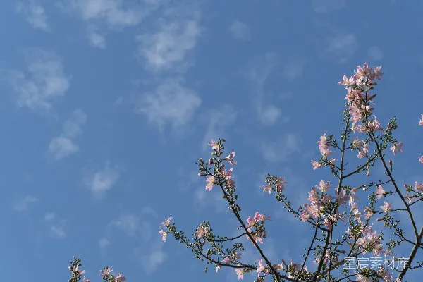 高清摄影 一棵开粉红色花的树