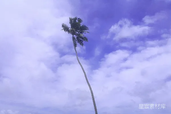 高清摄影 白天飘动的椰子树
