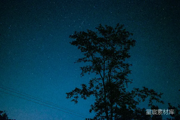 高清摄影 夜空中的星星照耀着一棵树