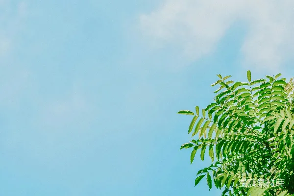 高清摄影 蓝天下的绿叶