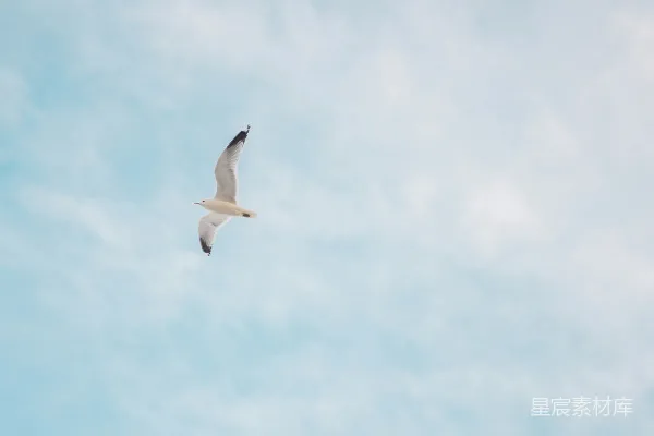 高清摄影 一只海鸥在蓝天白云间飞翔。