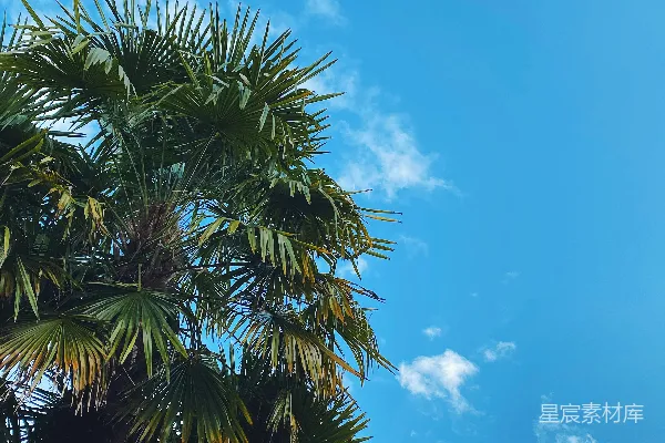 高清摄影 白天，蓝天下的绿色棕榈树