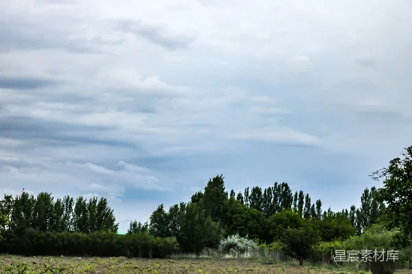 高清摄影 两只长颈鹿在一片田野中，背景是树木。