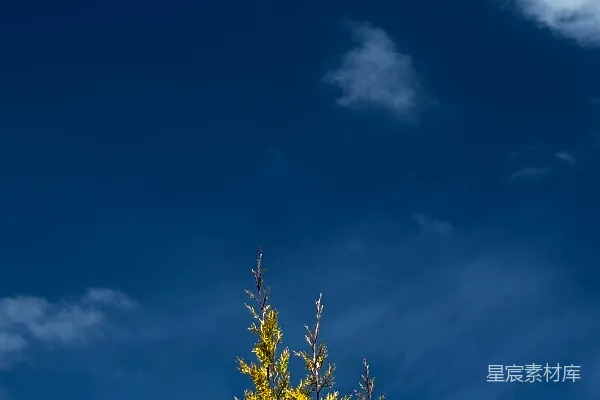 高清摄影 一棵绿色的树在深蓝色的天空背景下。