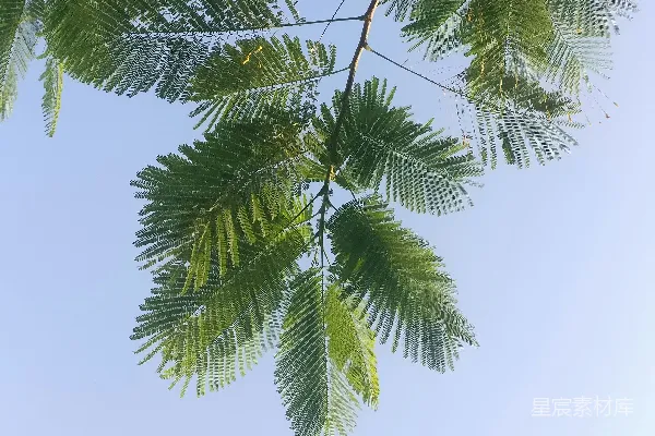 高清摄影 一棵带叶子的树