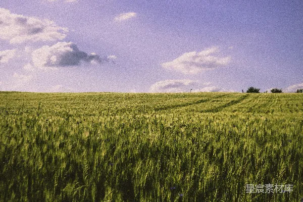 高清摄影 蓝天下的绿草地