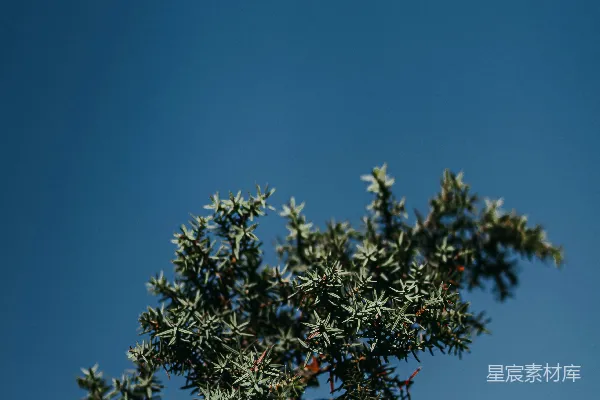 高清摄影 绿树成荫的景色