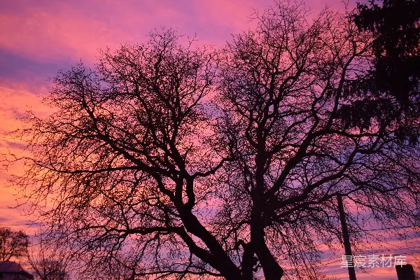 高清摄影 光秃秃的树枝剪影在绚丽的夕阳天空中。