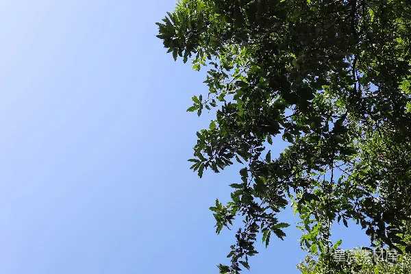 高清摄影 透过树叶，可以看到一片清澈的蓝天。