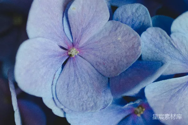 高清摄影 一张特写照片，展示的是白色和紫色花瓣的花朵。