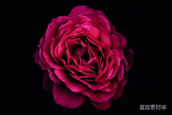 高清摄影 红色花瓣的花