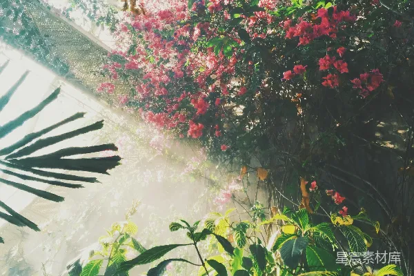 高清摄影 建筑物内的粉红色花瓣花