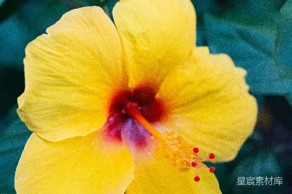 高清摄影 黄花绿叶