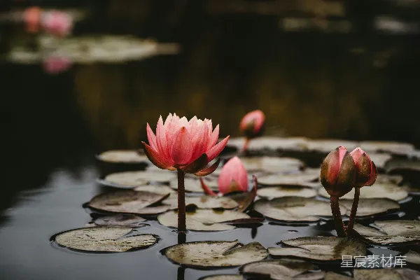 高清摄影 粉色的莲花