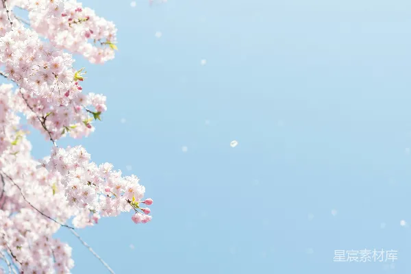 高清摄影 蓝天下的樱花