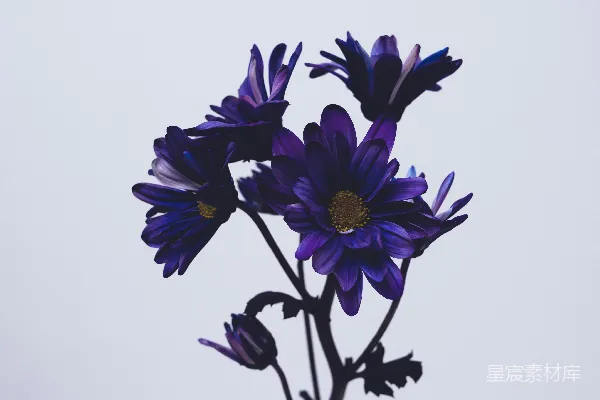 高清摄影 紫色的花和绿色的叶子