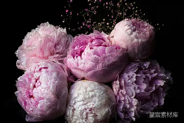 高清摄影 花朵的特写照片