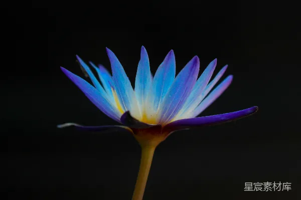 高清摄影 紫色和蓝色的花