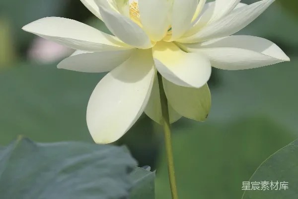 高清摄影 特写摄影中的白莲
