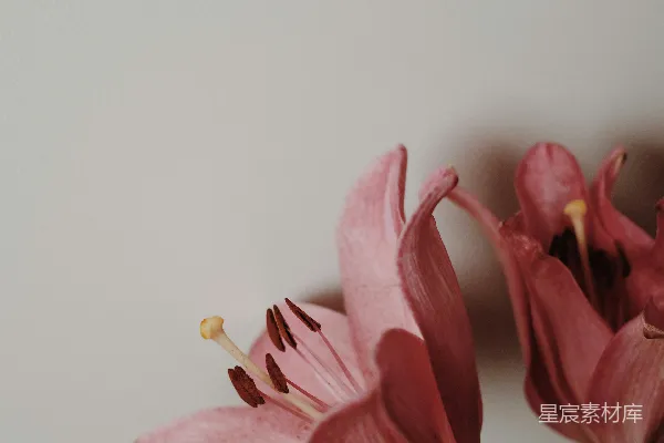 高清摄影 盛开的粉红色郁金香特写照片