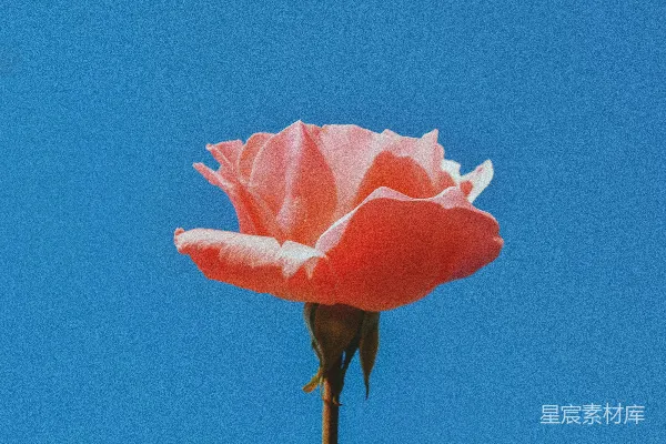 高清摄影 近距离摄影中的粉红色玫瑰花