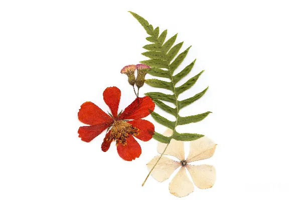 高清摄影 绿色蕨类，白色花，红色花在白色表面上