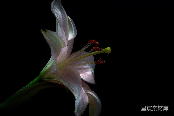 高清摄影 白色花瓣的花纹墙纸