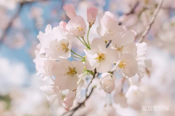 高清摄影 白花瓣的特写摄影